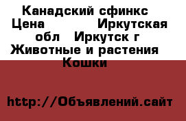 Канадский сфинкс › Цена ­ 4 000 - Иркутская обл., Иркутск г. Животные и растения » Кошки   